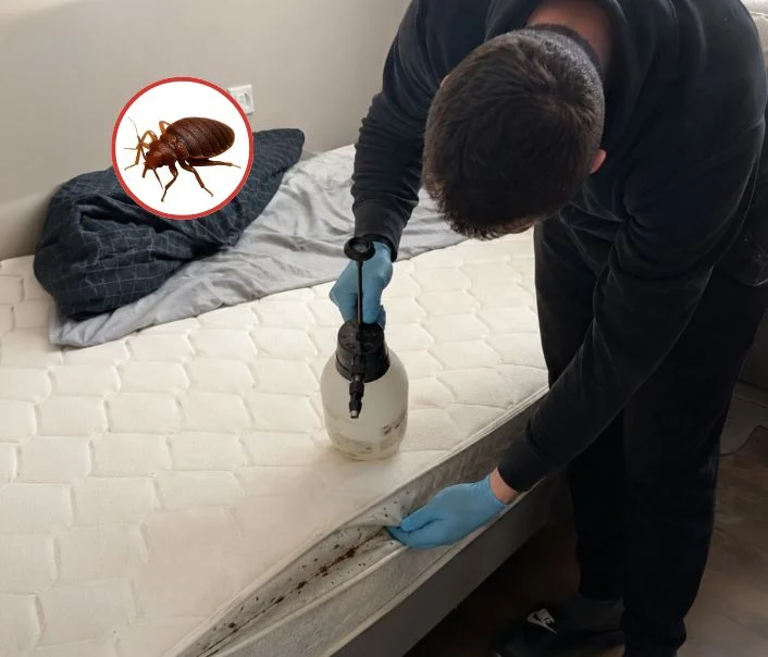 Technicien traitant un matelas contre les punaises de lit à Pamfou